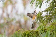 Eyebrowed Thrush