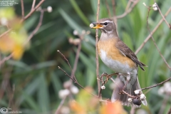Eyebrowed Thrush