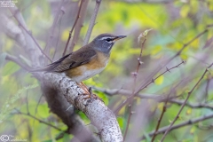 Eyebrowed Thrush