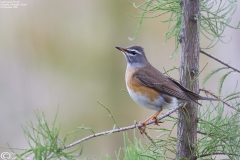 Eyebrowed Thrush