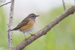 Eyebrowed Thrush