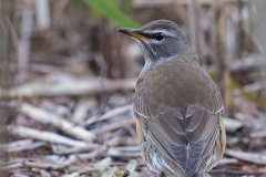 Eyebrowed Thrush