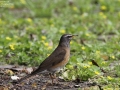 Eyebrowed Thrush