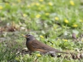 Eyebrowed Thrush