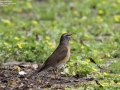 Eyebrowed Thrush