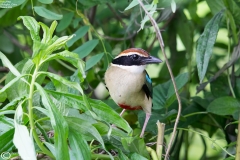 Fairy Pitta