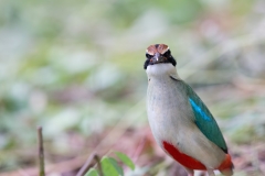 Fairy Pitta