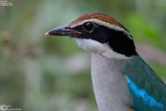 Fairy Pitta