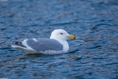 Glaucous-winged Gull