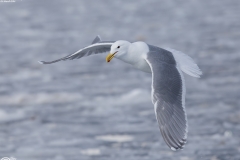 Glaucous-winged Gull