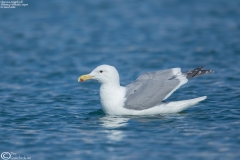 Glaucous-winged Gull