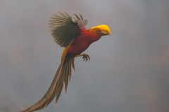 Golden Pheasant