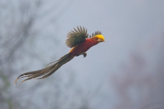 Golden Pheasant