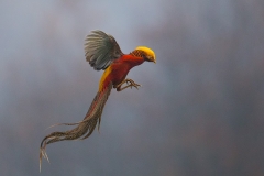 Golden Pheasant