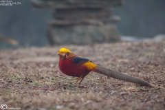 Golden Pheasant