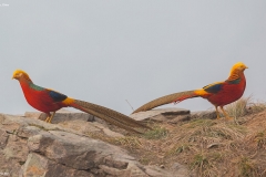 Golden Pheasant