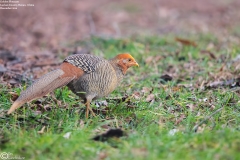 Golden Pheasant