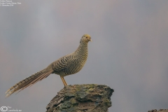 Golden Pheasant