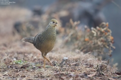 Golden Pheasant