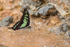 Graphium cloanthus