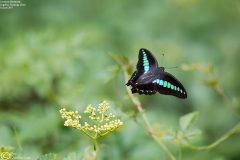 Graphium sarpedon