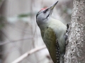 Grey-headed Woodpecker