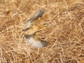 Great Bittern