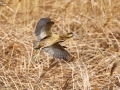 Great Bittern