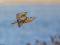 Great Bittern