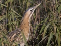 Great Bittern