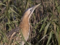 Great Bittern