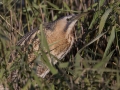 Great Bittern