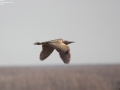 Great Bittern