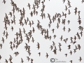 Great Knot