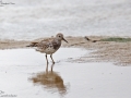 Great Knot