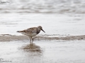 Great Knot