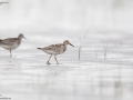 Great Knot