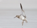 Great Knot
