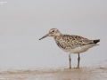 Great Knot
