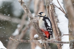 Great Spotted Woodpecker