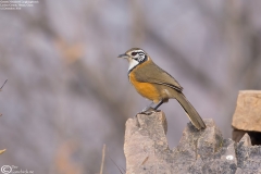 Greater Necklaced Laughingthrush
