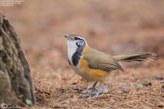 Greater Necklaced Laughingthrush