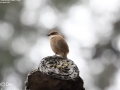 Grey Bushchat