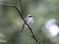 Grey Bushchat