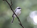 Grey Bushchat