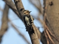 Grey-capped Pygmy Woodpecker