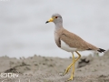Grey-headed Lapwing