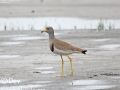 Grey-headed Lapwing