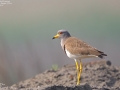 Grey-headed Lapwing