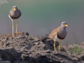 Grey-headed Lapwing